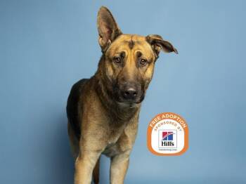 German Shepherd Dog and Mixed Breed Dogs Available for Adoption - JEFE | PetCurious
