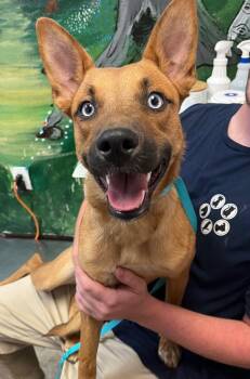 Kye -  Belgian Shepherd Sheepdog Dog for Adoption in New Braunfels, Texas - Kye | PetCurious