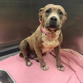 Mixed Breed Dogs Available for Adoption - WIDOW | PetCurious