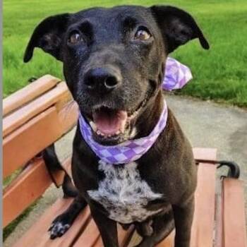 Labrador Retriever and Cattle Dog Dogs Available for Adoption in Rowland Heights, California - DOLLY | PetCurious