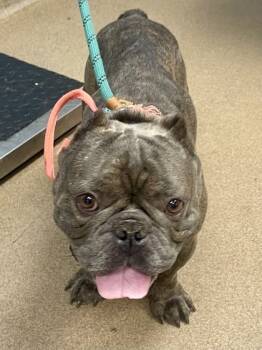 Rescue Mixed Breed Dogs for Adoption in Atlanta, Georgia - Rufus | PetCurious