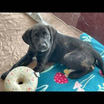 Labrador Retriever Dogs Available for Adoption in Midlothian, Virginia - O