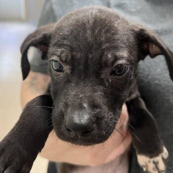 Otto -  Pit Bull Terrier Dog for Adoption in Pekin, Illinois - Otto | PetCurious