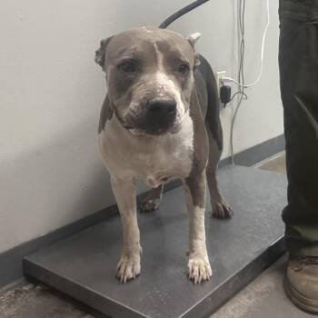 Shaunna -  Pit Bull Terrier and Mixed Breed Dog for Adoption in Yuma, Arizona - Shaunna | PetCurious