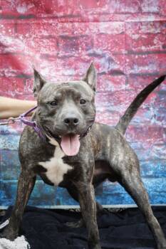 Rescue Mixed Breed Dogs for Adoption in Cincinnati, Ohio - Micah | PetCurious