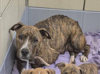 Staffordshire Bull Terrier and Mixed Breed Dogs Available for Adoption - CORTANA | PetCurious