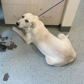 Anatolian Shepherd and Mixed Breed Dogs Available for Adoption in Galax, Virginia - Ernie | PetCurious