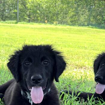 Walter -  Great Pyrenees and Terrier Dog for Adoption in Auburn, Nebraska - Walter | PetCurious