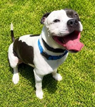 Blaze -  Mixed Breed Dog for Adoption in Palm Coast, Florida - Blaze | PetCurious