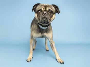 PETUNIA -  Pug Dog for Adoption in Phoenix, Arizona - PETUNIA | PetCurious