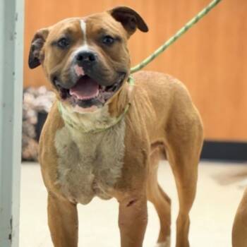 Mixed Breed Dogs Available for Adoption in Rocky Mount, Virginia - Squib | PetCurious