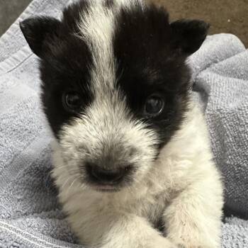 Jane -  Husky and Australian Shepherd Dog for Adoption in Phoenix, Arizona - Jane | PetCurious