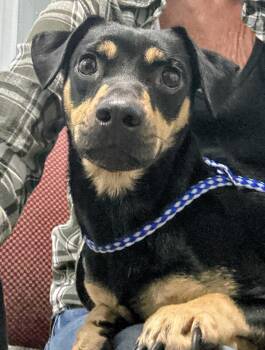 Zenia -  Chiweenie and Pug Dog for Adoption in Scottsburg, Indiana - Zenia | PetCurious