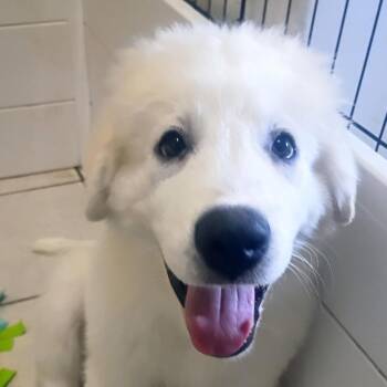 Sailor -  Great Pyrenees Dog for Adoption in Houston, Texas - Sailor | PetCurious