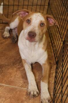 Finch -  Chihuahua Dog for Adoption in Tucson, Arizona - Finch | PetCurious