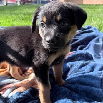 Keesha -  Shepherd and Mixed Breed Dog for Adoption in Allentown, Pennsylvania - Keesha | PetCurious
