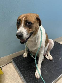 Rescue Mixed Breed Dogs for Adoption in Newton, North Carolina - EEYORE | PetCurious