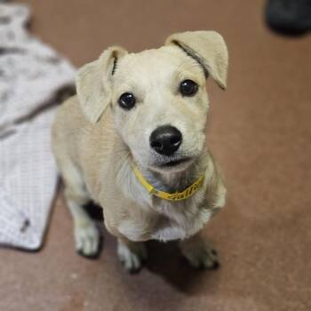Galleon -  Dachshund and Labrador Retriever Dog for Adoption in Oakland, California - Galleon | PetCurious