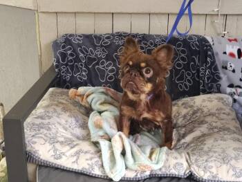 Beryl -  French Bulldog Dog for Adoption in Fort Worth, Texas - Beryl | PetCurious
