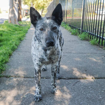 Rescue Australian Cattle Dog Blue Heeler Dogs for Adoption in Richmond, California - APRIL | PetCurious