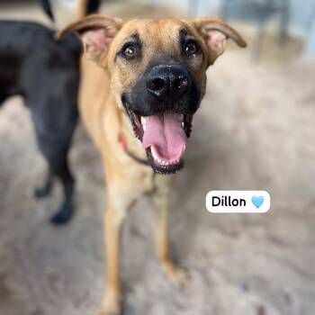 Rescue Mixed Breed Dogs for Adoption in Vaughan, Ontario - Dillon | PetCurious