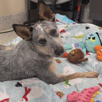 Australian Cattle Dog Blue Heeler Dogs Available for Adoption in Valparaiso, Indiana - Bluey | PetCurious