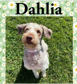 Schnoodle Dogs Available for Adoption in Lexington, Kentucky - Dahlia  | PetCurious