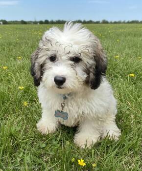 Mari. ADOPT PENDING -  Shih Tzu Dog for Adoption in Union Grove, Wisconsin - Mari. ADOPT PENDING | PetCurious