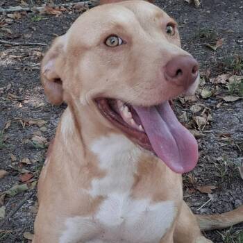Goldie -  Labrador Retriever Dog for Adoption in Houston, Texas - Goldie | PetCurious