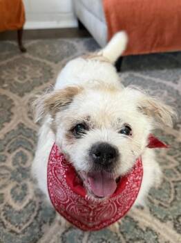 Buddy Buddy -  Terrier Dog for Adoption in San Leon, Texas - Buddy Buddy | PetCurious