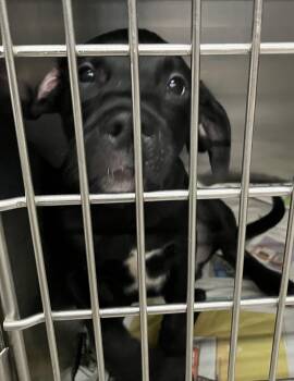 Jackson -  Mixed Breed Dog for Adoption in Parma, Ohio - Jackson | PetCurious