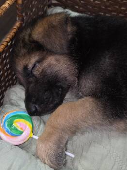 Baby girl -  German Shepherd Dog and Shepherd Dog for Adoption in Hokes Bluff, Alabama - Baby Girl | PetCurious