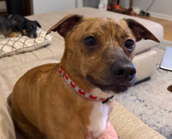 Chihuahua Dogs Available for Adoption in Walker, Louisiana - Ozzy | PetCurious