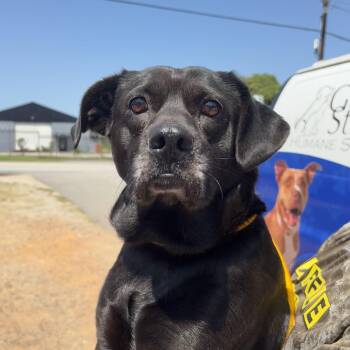 Willa -  Black Labrador Retriever and Pit Bull Terrier Dog for Adoption in Columbia, South Carolina - Willa | PetCurious