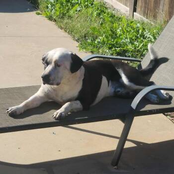 American Bulldog Dogs Available for Adoption in Chanute, Kansas - Uno | PetCurious