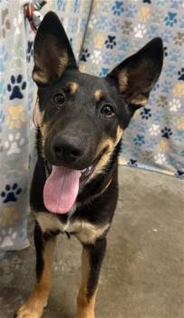 BRONCO -  German Shepherd Dog and Mixed Breed Dog for Adoption in Rosenberg, Texas - BRONCO | PetCurious