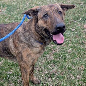 Mixed Breed Dogs Available for Adoption - Pandora $450 | PetCurious