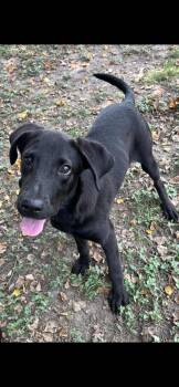 Rescue Black Labrador Retriever Dogs for Adoption in Hampton, Virginia - Rayne | PetCurious