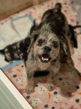 Rescue Border Terrier and Australian Shepherd Dogs for Adoption in Mission Viejo, California - Orchestra | PetCurious