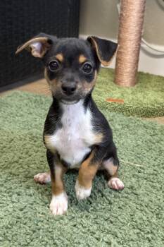 Sailor -  Chihuahua Dog for Adoption in Plant City, Florida - Sailor | PetCurious