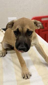 Fitu -  Black Mouth Cur and Mixed Breed Dog for Adoption in Honolulu, Hawaii - Fitu | PetCurious