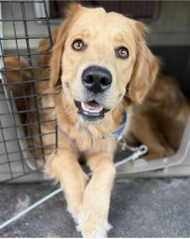 Hazy -  Golden Retriever Dog for Adoption in Larkfield-wikiup, California - Hazy | PetCurious