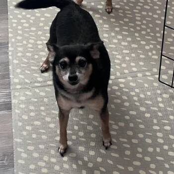 Monty -  Chihuahua Dog for Adoption in Englewood, Florida - Monty | PetCurious