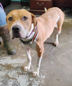 Pumpkin #124 -  Pit Bull Terrier Dog for Adoption in New Lexington, Ohio - Pumpkin #124 | PetCurious