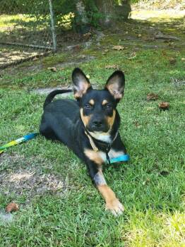 Martin -  Mixed Breed Dog for Adoption in Taycheedah, Wisconsin - Martin | PetCurious