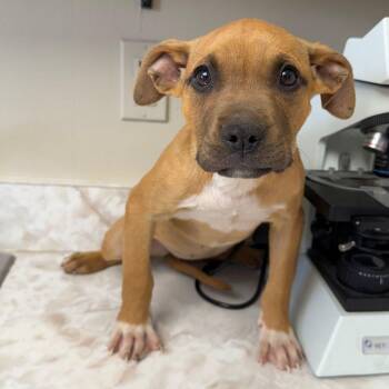 Mixed Breed Dogs Available for Adoption in Buffalo, Minnesota - Darla | PetCurious