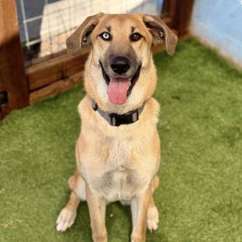 Tansy -  Shepherd Dog for Adoption in Elgin, Texas - Tansy | PetCurious