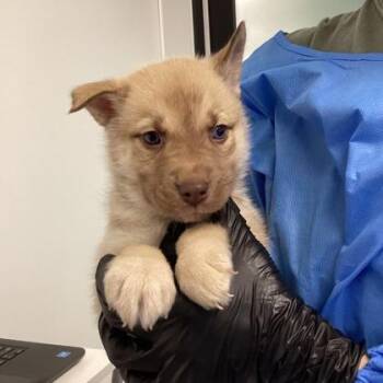 Mixed Breed Dogs Available for Adoption - Sapphire | PetCurious