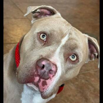 Mixed Breed Dogs Available for Adoption in Philadelphia, Pennsylvania - Mister C | PetCurious