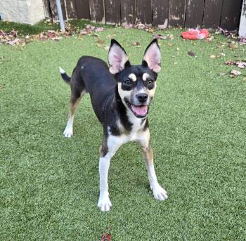 Rescue Rat Terrier Dogs for Adoption in Naperville, Illinois - Olivia | PetCurious